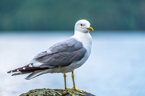 A shallow focus closeup shot of a seagull standing near the sea