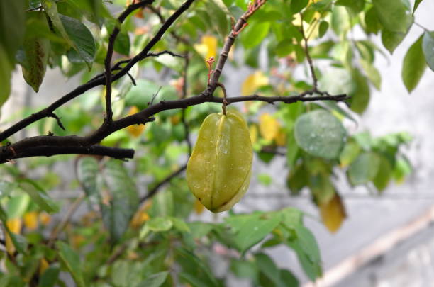 The star fruit has started to ripen stock photo