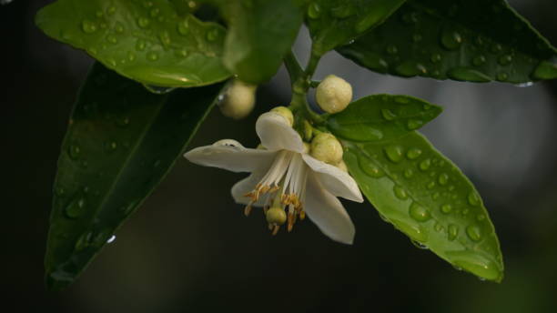 istock beautiful orange blossoms after rain 1437449070