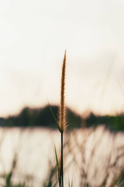 istock Vertical shot of a feather grass with a waterscape in the background 1437449837