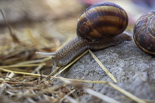 A soft focus of a snail and its shell crawling on a rock surrounded with dried grass
