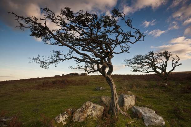 istock Windblown trees in the Dartmoor National Park under the sunlight in Devon. the UK 1437450494