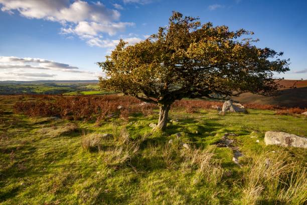 istock Tree surrounded by greenery under the sunlight in the Dartmoor National Park, Devon, the UK 1437450501