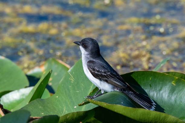 istock Closeup shot of an eastern kingbird perched on leaves 1437450720