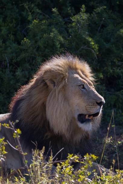 istock Vertical shot of a lion on a forest background under the sunlight 1437450748