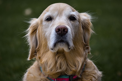 A portrait of an old golden retriever on a green blurred background