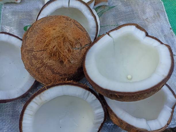 istock peeled old coconut on an out of focus background 1437451210