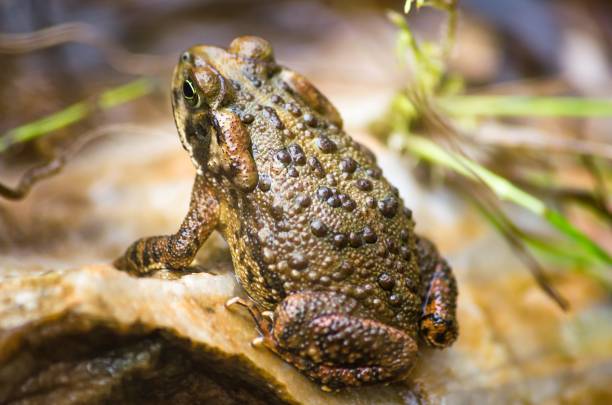 istock Closeup shot of a brown toad on the grass - perfect for background 1437451212