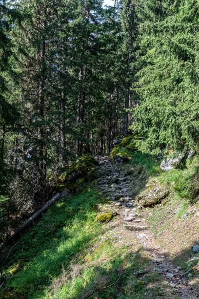 istock A walk in the mountain woods 1437451307