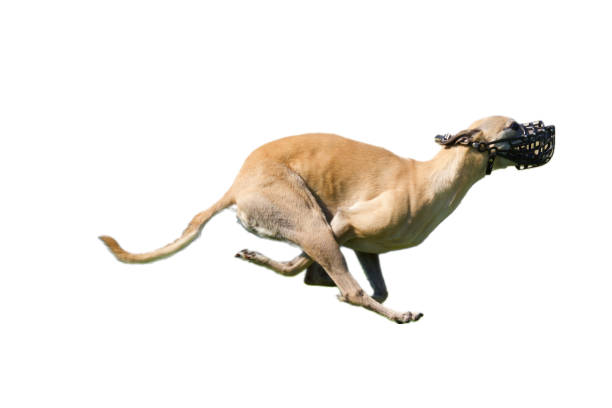 istock Profile view of a racing greyhound. 1437451334