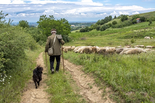 A landscape back view of an old shepherd and a dog walking toward his sheep in a countryside