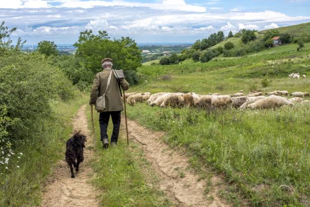 vista de fundo da paisagem de um velho pastor e um cão caminhando em direção a suas ovelhas em um campo - herder - fotografias e filmes do acervo