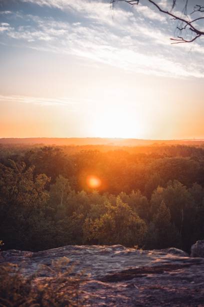 istock Vertical shot of trees in the forest at sunset 1437451431