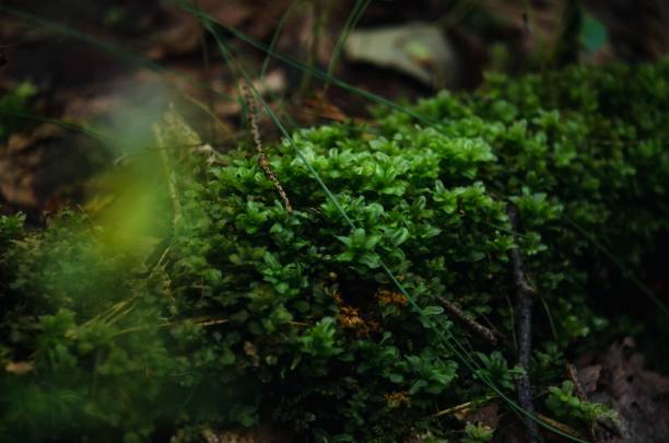 istock Green moss with big leaves in the shade 1437451522