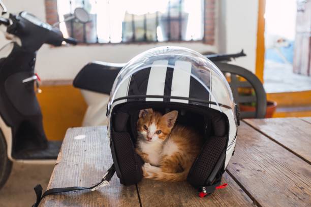 istock Small kitten hiding in a bike helmet on the table 1437451619