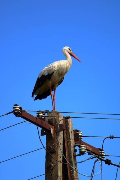 istock Vertical shot of stork perching on electricity post with wires 1437451695