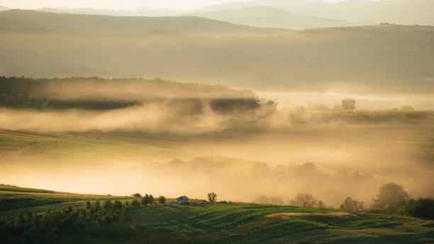istock Heavy mist over the green field with trees 1437451891