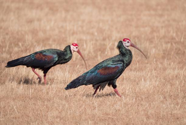istock Bald ibis birds walking in a dry grassy field at daytime 1437452080