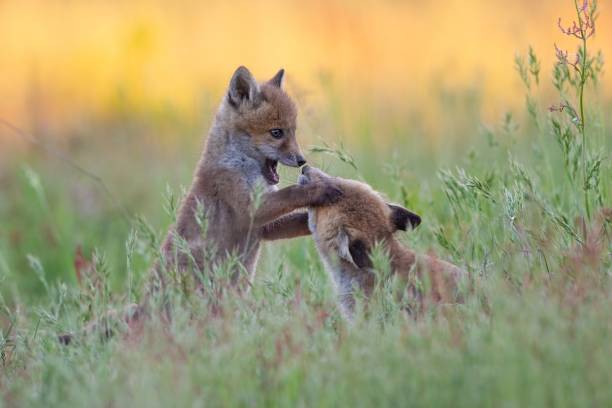 istock Cute baby foxes playing in a green grassy field at daytime 1437452201