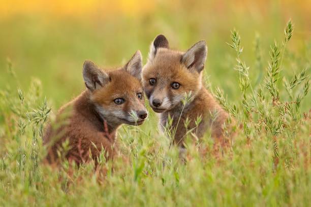 istock Cute baby foxes playing in a green grassy field at daytime 1437452202