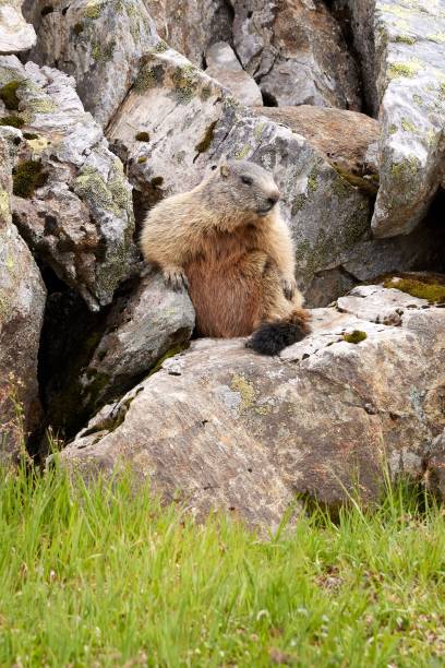 istock Vertical shot of Marmots sitting on a rock 1437452204