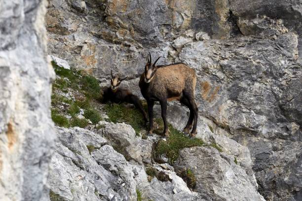 istock Mountain goats on a rocky slope 1437452215