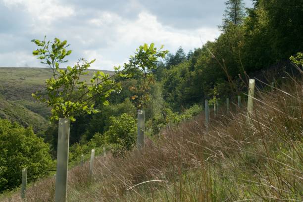 istock New trees planted in woodland with plastic guards 1437452388