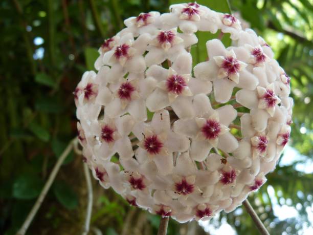 istock Horizontal shot of a beautiful white hoya flower on a greenery background 1437452976