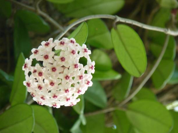 istock Horizontal shot of white hoya flowers  on a greenery background 1437453003