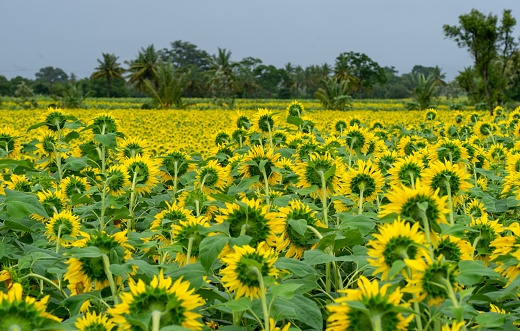 A field full of sunflowers also called Helianthus