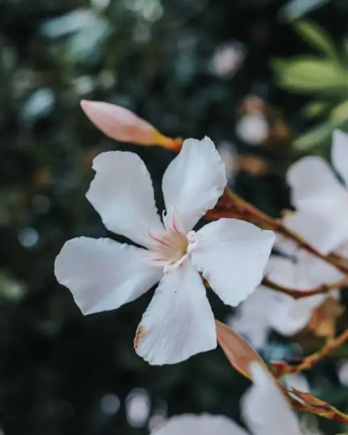 a closeup shot of white Oleander flower, Nerium