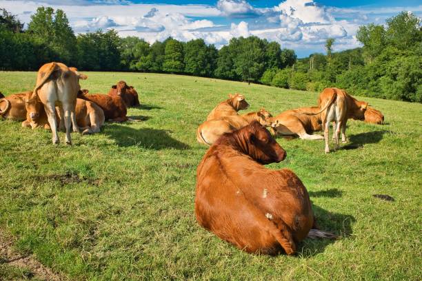istock Brown cows on the green landscape 1437454275