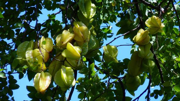 istock Low angle shot of star fruit on tree 1437454324