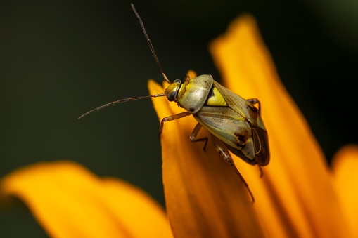 A closeup of a Lygus pratensis bug perched on a yellow flower