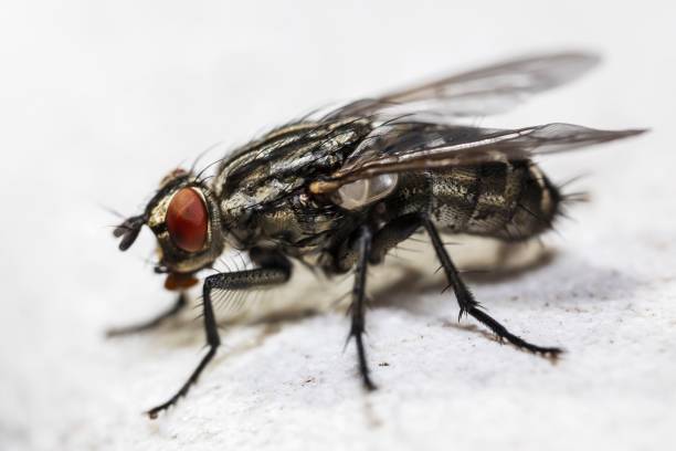 istock Macro shot of a housefly perched on a white surface 1437454682