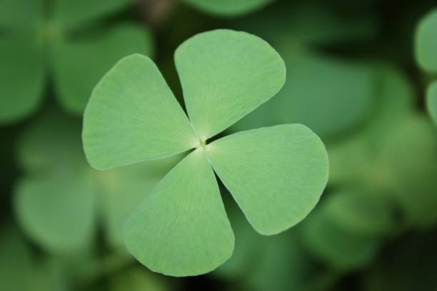 istock Overhead shot of a Shamrock with greenery on the background 1437454708