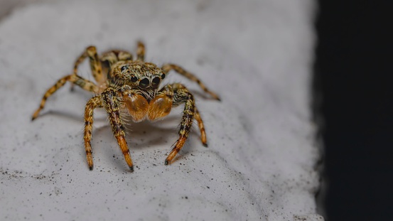 A closeup of a Gray wall jumper walking on a sandy ground