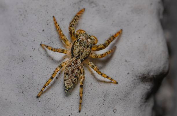 istock Closeup of a Gray wall jumper walking on a sandy ground 1437454768