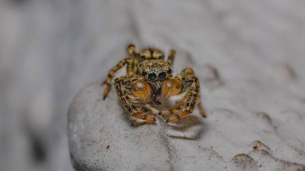 istock Closeup of a Gray wall jumper walking on a sandy ground 1437454780