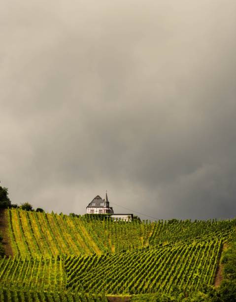 A small rural house on a hill overlooking vineyards against a cloudy sky
