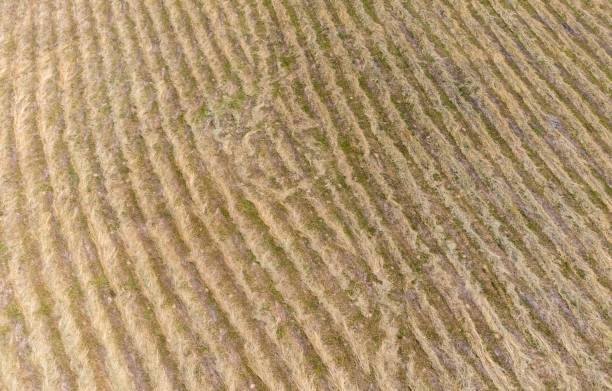 istock rows of mowed grass in the field 1437455008