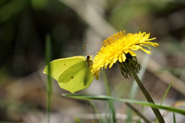 closeup of a common brimstone butterfly collecting the nectar of a yellow dandelion - citronfjäril bildbanksfoton och bilder