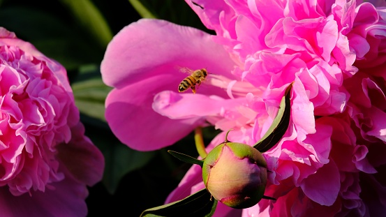 A closeup of a bumblebee pollinating pink Chinese peony flowers in sunlight