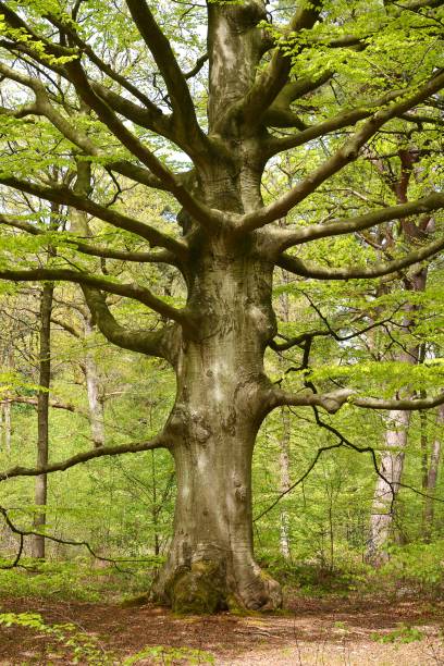 istock Vertical shot of a big tree in a forest under the sunlight - perfect for wallpapers 1437455118