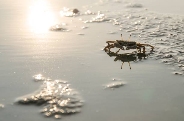 istock Cute Atlantic ghost crab at the beach 1437455167
