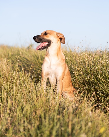 A vertical shot of a cute Black Mouth Cur dog sitting in the middle of a grass-covered field