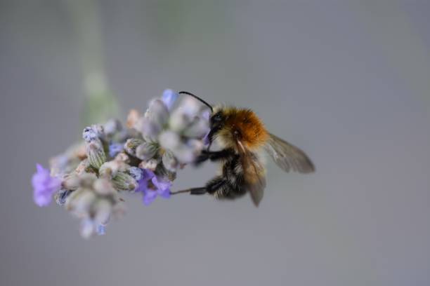 istock Closeup of a bee collecting nectar on a flower 1437455221