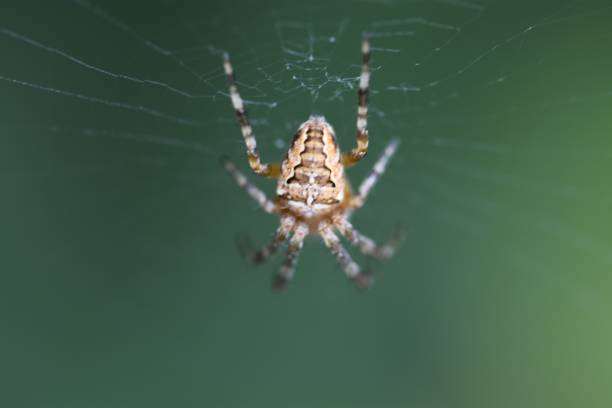 istock Closeup of a spider on a web outdoors 1437455225