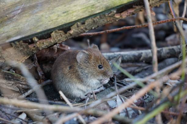 istock Closeup shot of the small mouse 1437455330