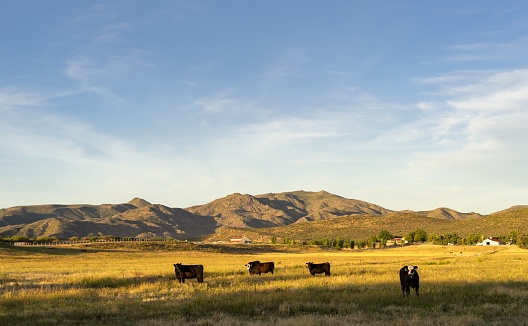 Cattle grazing in a pasture in front of Seal Mountain in  Wagoner, Arziona.